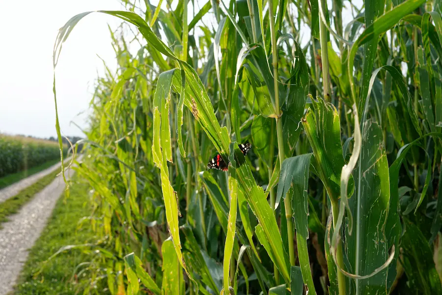 A butterfly in a cornfield is a great example of a pollinator in agriculture.