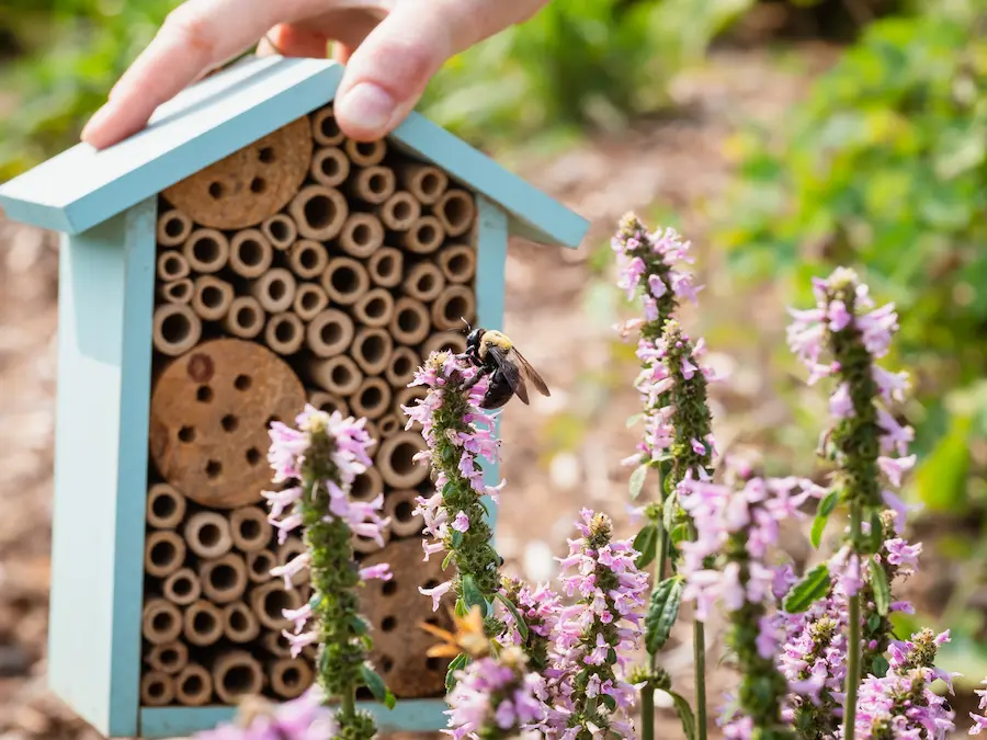 Placing a pollinator house in your field or garden can help pollinators in agriculture.