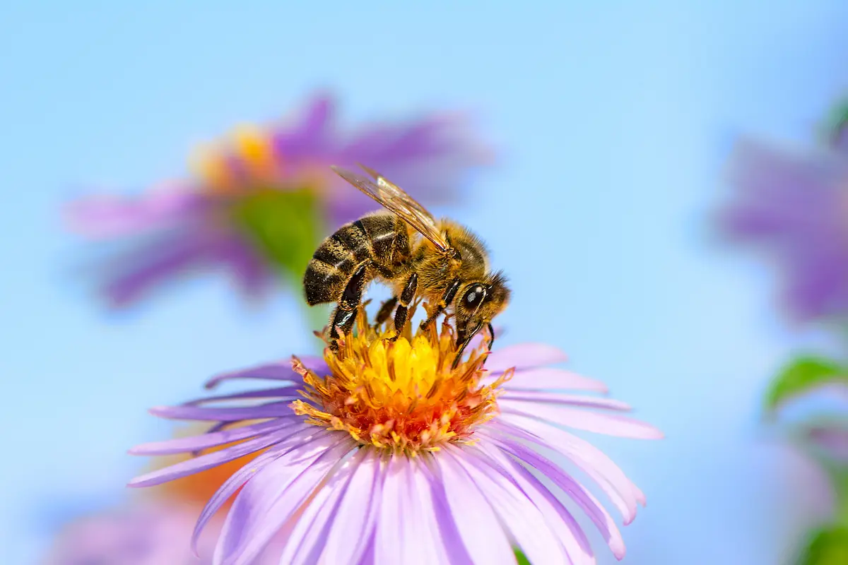 National Pollinators Month